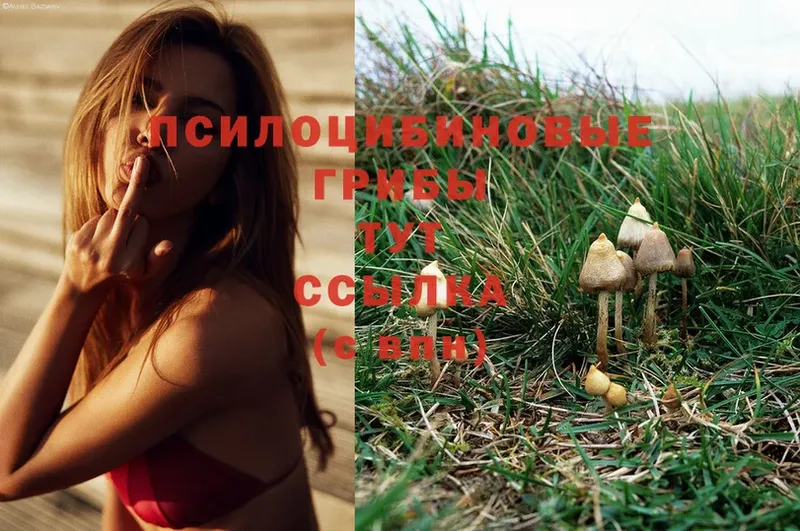 купить наркотики цена  Палласовка  Псилоцибиновые грибы Magic Shrooms 